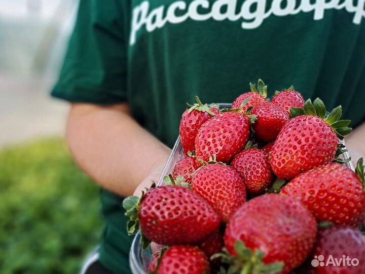 Рассада клубники. Фриго