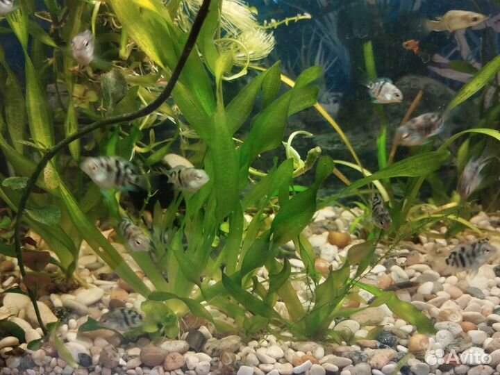 Для аквариума
