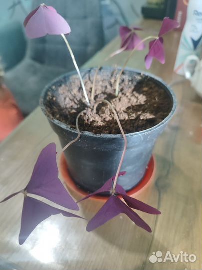 Кислица оксалис