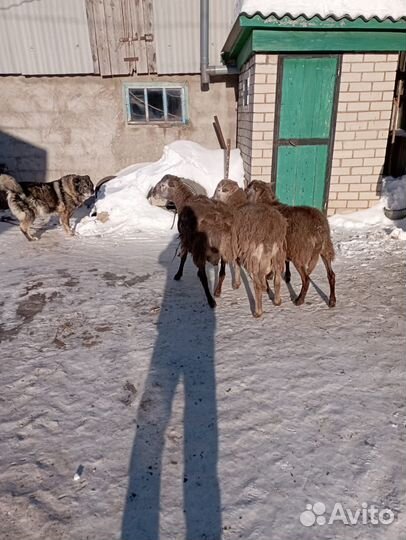 Катумские бараны