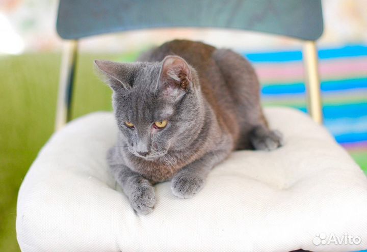 Дарси, мистер Дарси ищет дом