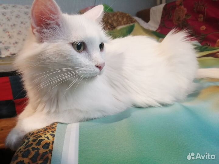 Белый пушок