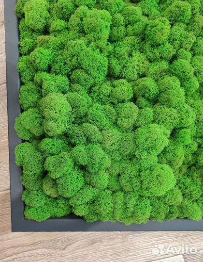 Стена из стабилизированного мха