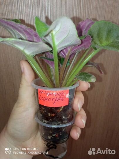 Фиалки ле-дикий виноград