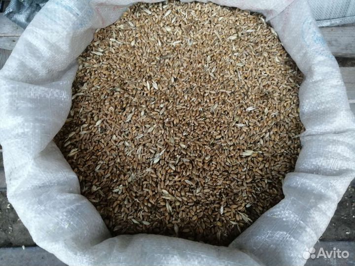 Пшеница Рожь Овёс