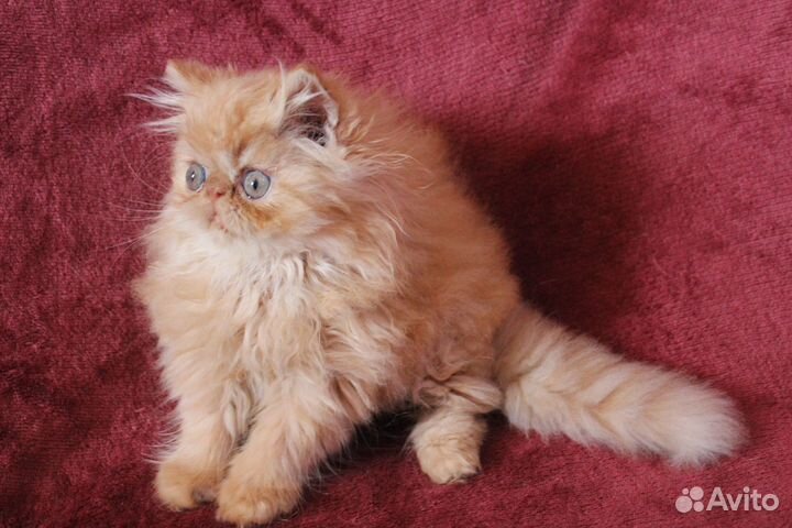 Породистые котята экзоты и персы