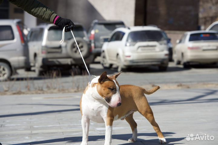 Щенок бультерьера (стандарт)