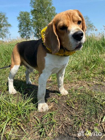 Бигль для вязки