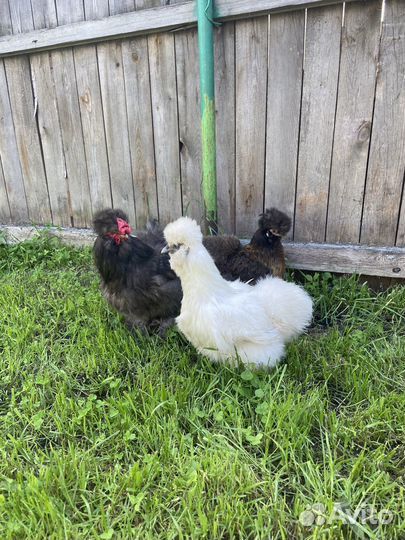 Китайские шелковые цыплята