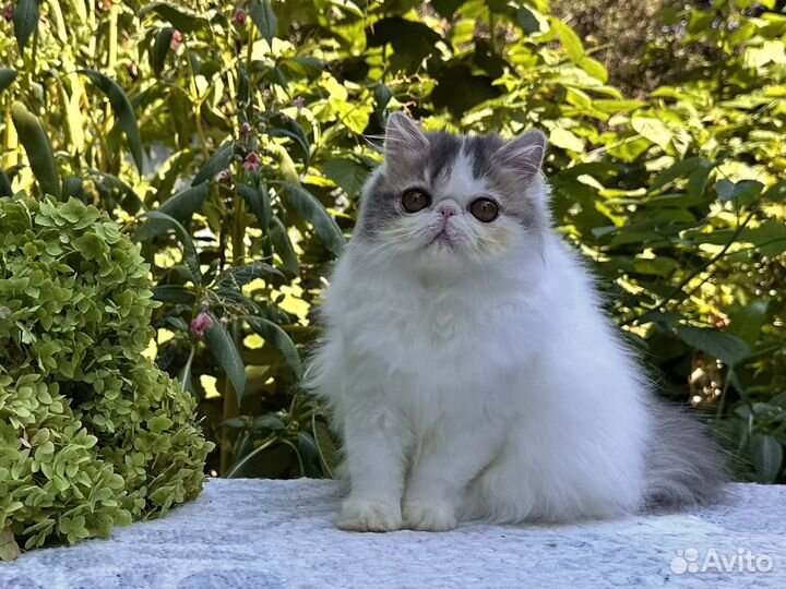 Персидская