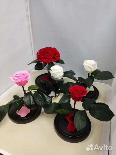 Роза в колбе оптом