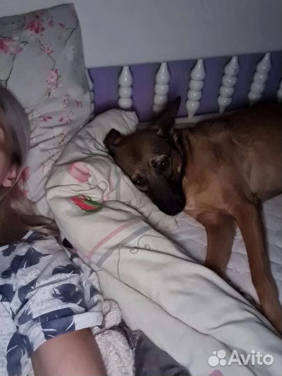 Лучик собака в добрые руки в дар бесплатно