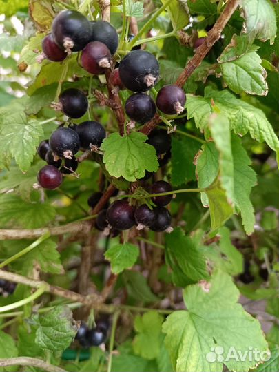 Смородина красная, черная, белая, ежевика