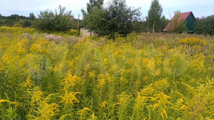 Участок 6 сот. (ИЖС)