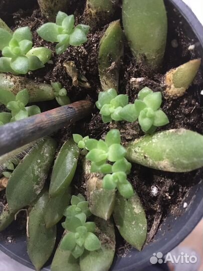 Листики с детками седума Адольфа