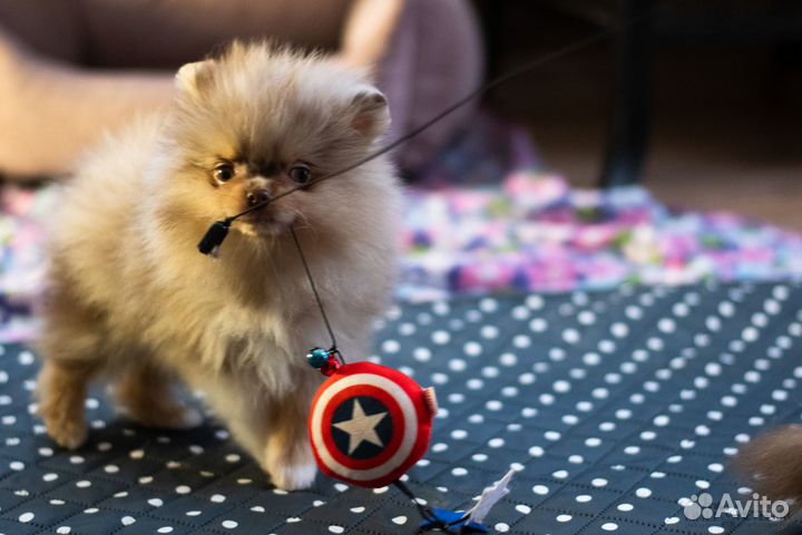 Померанский шпиц мальчик