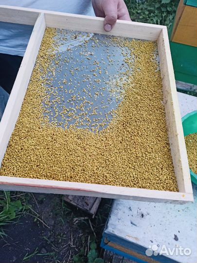 Пыльца пчелиная