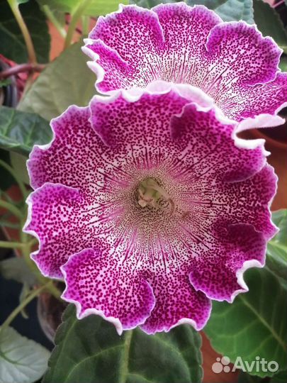 Глоксиния лист