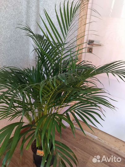 Пальма арека, цветы