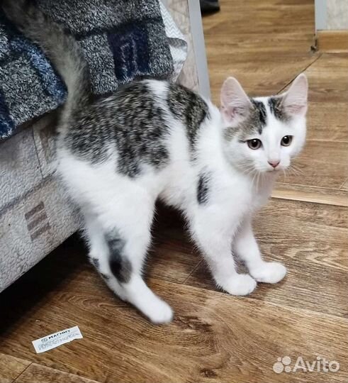 Классный котик