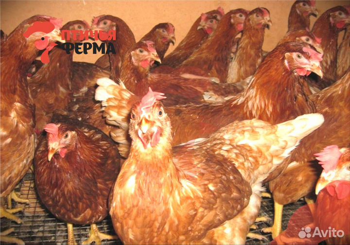 Куры несушки