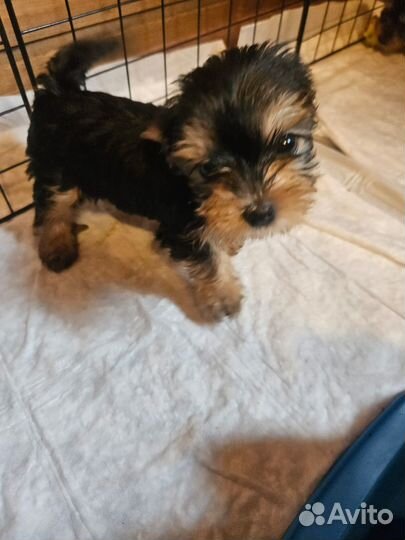 Йоркширский терьер