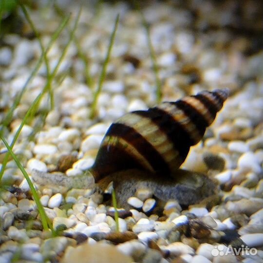 Улитка Хелена