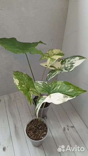 Сингониум imperial вайт