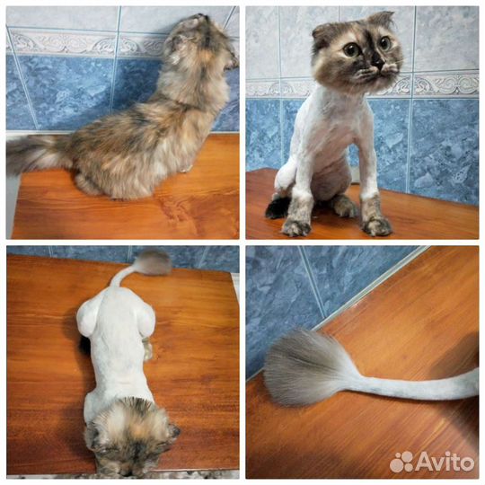 Стрижка кошек, стрижка когтей,гигиена