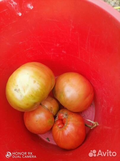 Помидоры домашние