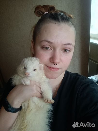 Хорёк на фотосессии, заказы, праздники