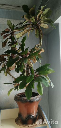 Молочай беложильчатый