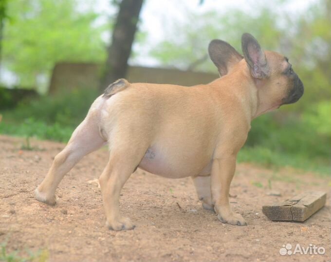 Французский бульдог щенки разных окрасов