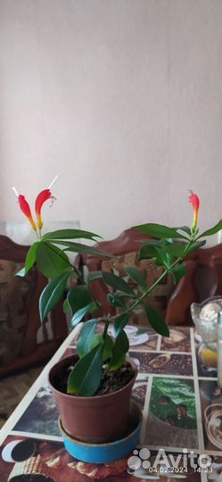 Спатифиллум