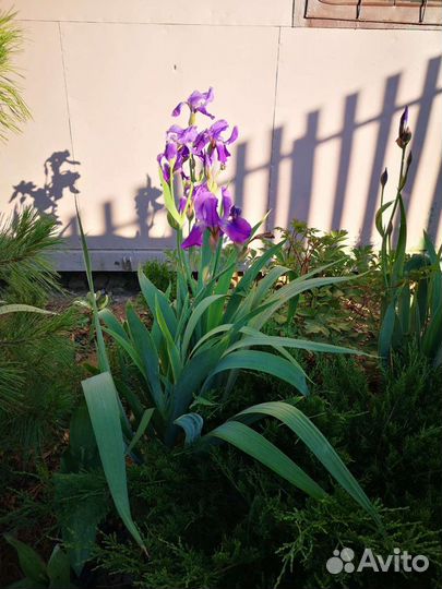 Ирис сибирский