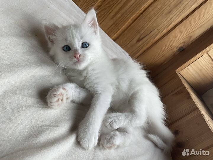 Подарю котят