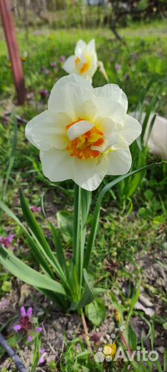 Луковицы нарциссов
