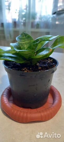 Сансевиерия Ханни