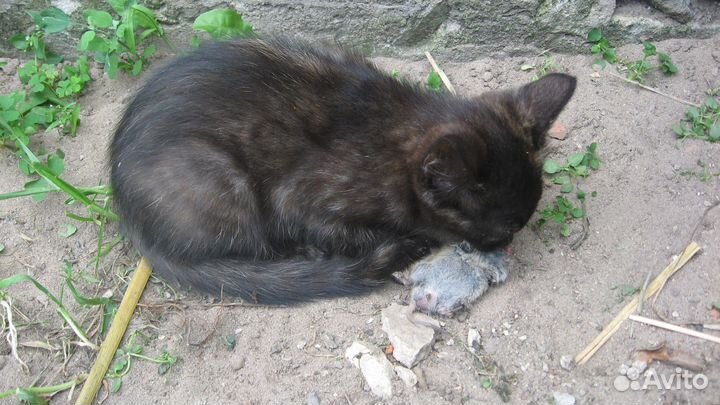 Котята мышеловы