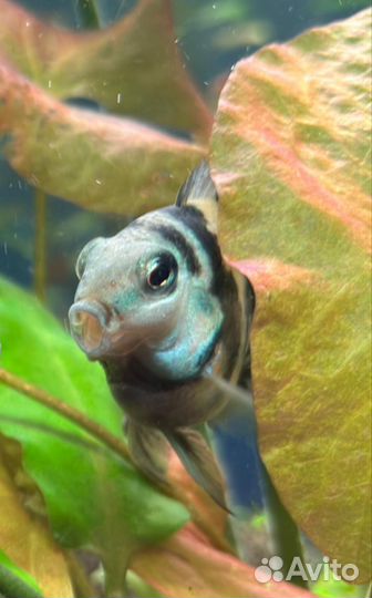 Аквариумные рыбки