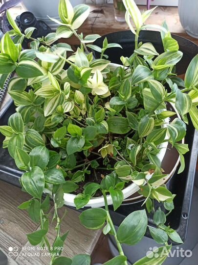 Традесканция