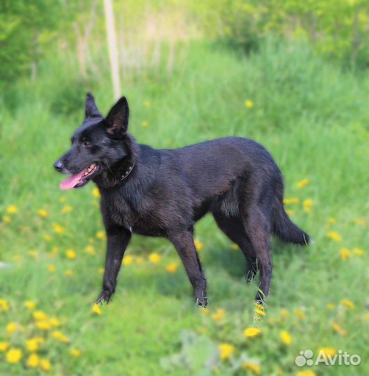 Прекрасная собачка Черри ищет дом