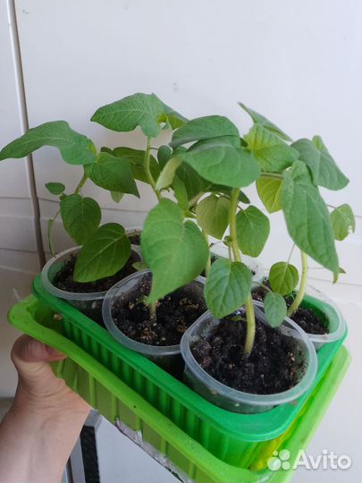 Физалис ананасовый