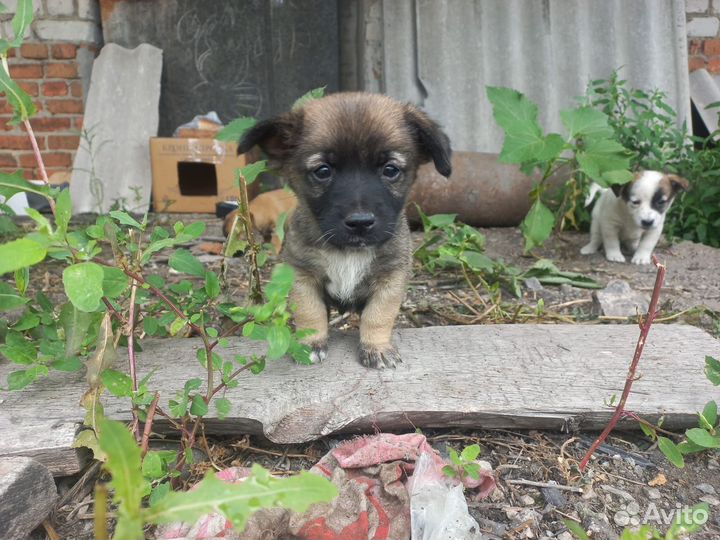 Щенки от маленькой собачки в дар