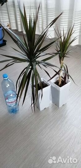 Пальма драцена