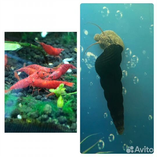 Улитки тиломелании, креветки