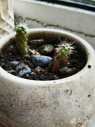 Кактусы и суккуленты