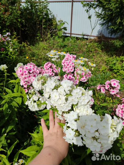 Цветы флоксы