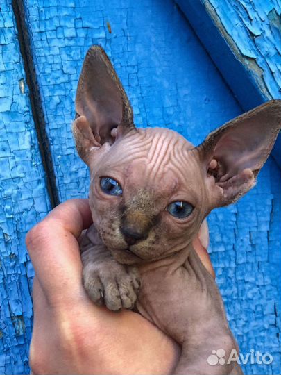 Котята сфинска