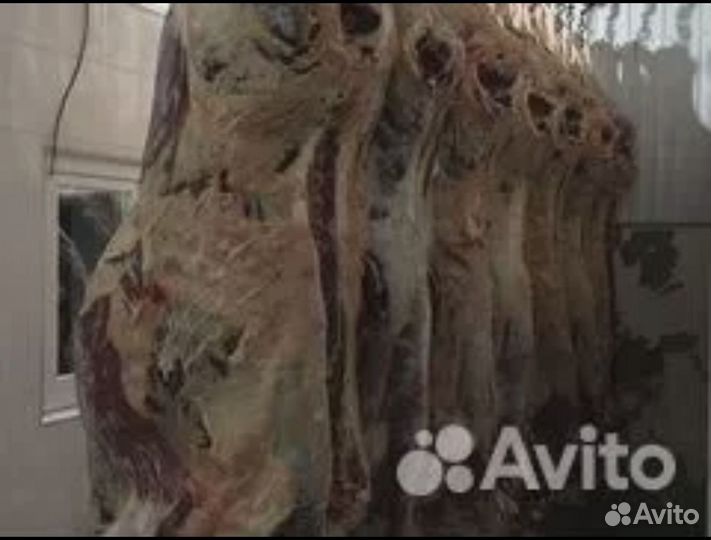 Продам мясо говядина оптом
